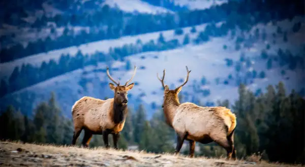 Two elk stand on a grassy hill, their antlers silhouetted against a blurred, blue mountain backdrop. This shot showcases effective wildlife photography techniques, capturing the animals in their natural habitat.