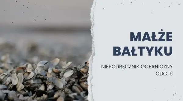 Jakie muszle występują w Bałtyku? Poznaj najciekawsze gatunki i ich sekrety
