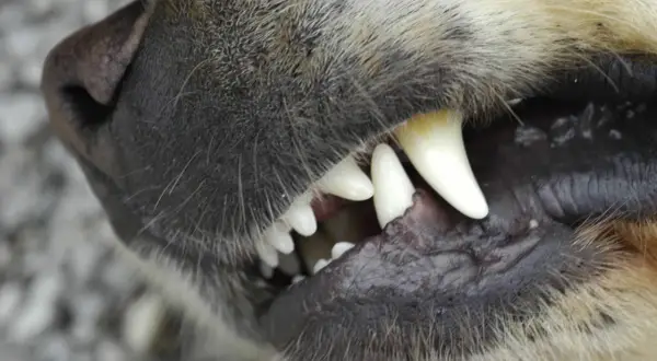 Nahaufnahme eines Hundemauls, das knurrt und seine scharfen Zähne zeigt.