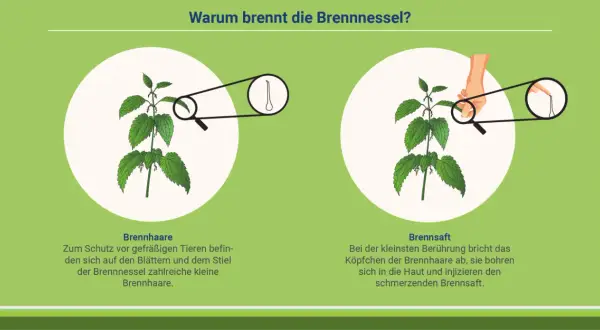 Die Brennnessel hat Brennhaare, die bei Berührung Brennsaft in die Haut injizieren. Die Wirkung auf die Haut ist schmerzhaft.