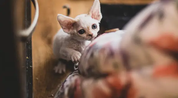 Devon Rex blue point - piękne kocięta, które skradną Twoje serce