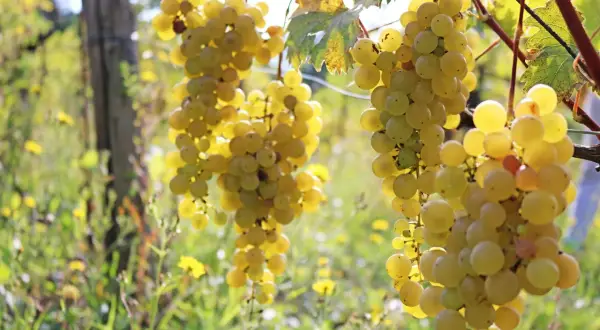 Grappoli dorati di malvasia di candia pendono da un vigneto, baciati dal sole.