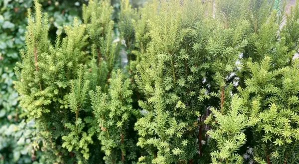 Gęste, zielone krzewy cis odmiany tworzą naturalny żywopłot.