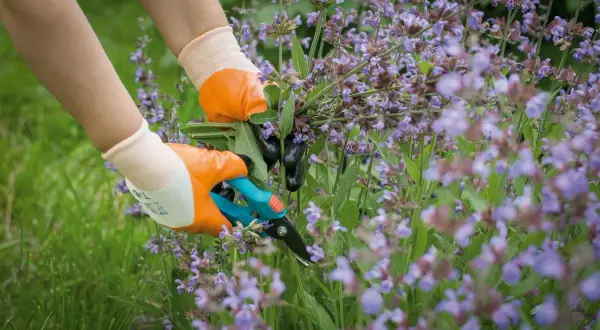 Hände in orangen Handschuhen schneiden mit einer Gartenschere einen Strauch Salbei.