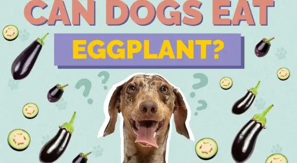 A dog looks curious surrounded by eggplants and question marks, asking "Can dogs eat eggplant?
