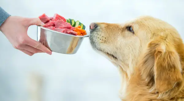 Ein Golden Retriever schnuppert neugierig an einer Schüssel mit rohem Fleisch und Gemüse. So sieht gesunde Ernährung aus, wenn Hunde essen.