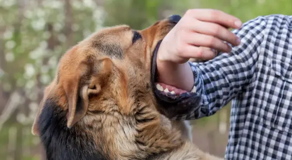 Un chien mechant mord le bras d'une personne portant une chemise à carreaux.