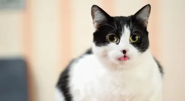 Gato blanco y negro saca la lengua. ¿Puede sobrevivir un gato envenenado? Este gatito parece fuerte.