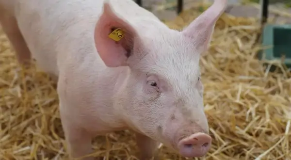 Młoda, różowa świnka z żółtą kolczykiem w uchu, leżąca na słomie. Czy można hodować świnie na własny użytek?