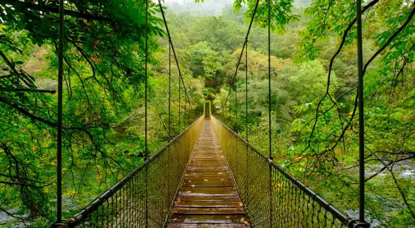 Puente colgante en las fragas del Eume, un mirador natural entre árboles frondosos y un río.