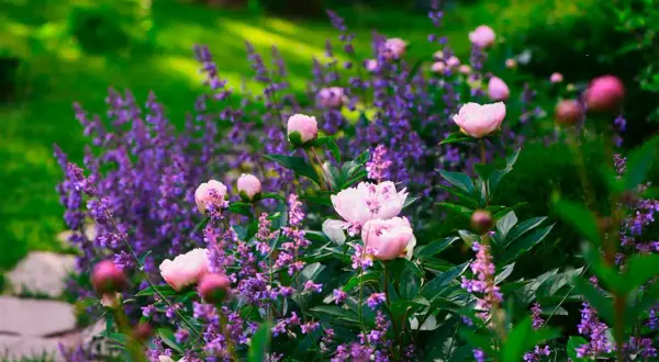 En vacker rabatt med rosa pioner och lila lavendel. Perfekt inspiration för att planera en rabatt som blommar vackert.