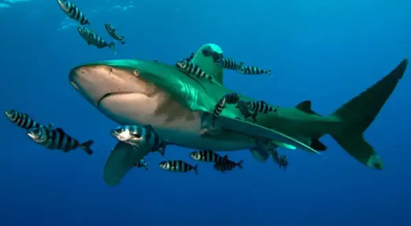 Rekiny w Marsa Alam w towarzystwie ławicy ryb.