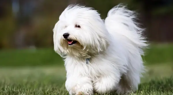 Un adorable coton de tulear corre feliz por el césped, con su pelaje blanco moviéndose al viento.
