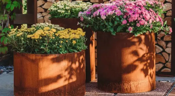 Krysantemum ute i rostiga krukor. Gula, vita och rosa blommor skapar en färgsprakande höstscen.