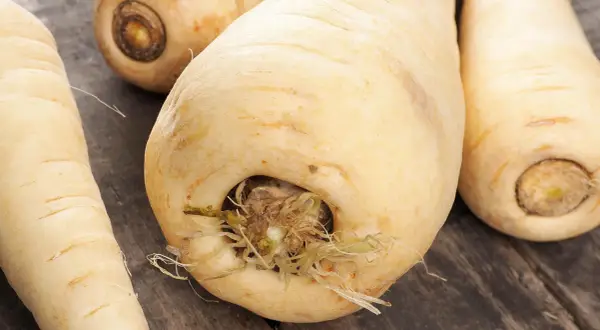 Frisch geerntete Pastinaken, bereit zum Kochen. Diese Wurzelgemüse sind ideal für Suppen und Eintöpfe.