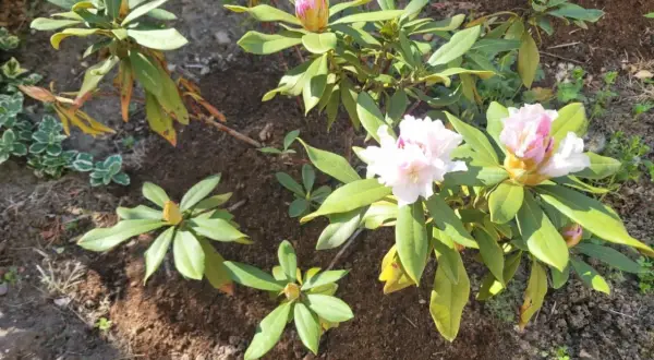 Rododendron z brązowiejącymi liśćmi, objaw choroby. Widać pąki i kwitnące kwiaty.
