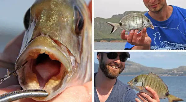 Nahaufnahme eines Fisches mit offenem Maul, der zeigt, wie er beim Dorade angeln gefangen wurde. Zwei Männer präsentieren stolz ihre Fänge.