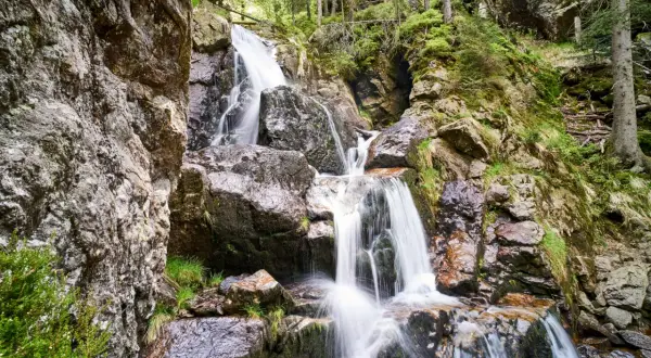 Ein malerischer zwiesel wasserfall stürzt über moosbewachsene Felsen in einem dichten Wald.