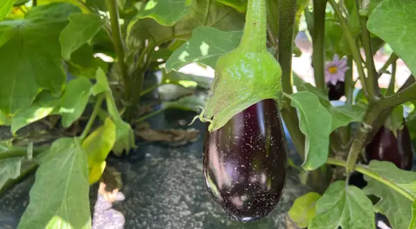Eine junge Aubergine hängt an einem grünen Stiel, umgeben von großen Blättern. Die Aubergine pflanzen lohnt sich, denn bald reifen weitere Früchte.