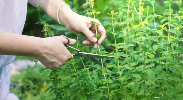 Hände schneiden frische Minze im Garten.