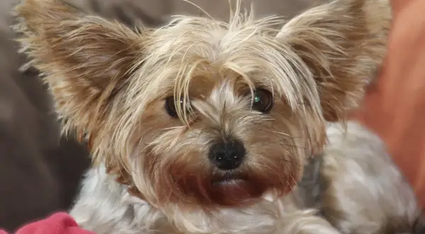 Yorkshire terrier con pelo largo y despeinado, ideal para inspiración de tipos corte de pelo yorkshire fotos.
