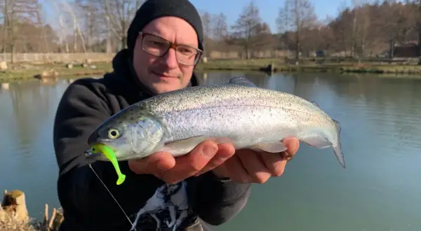 Glücklicher Angler hält eine frisch gefangene quellental forelle mit einem leuchtend grünen Köder im Maul.