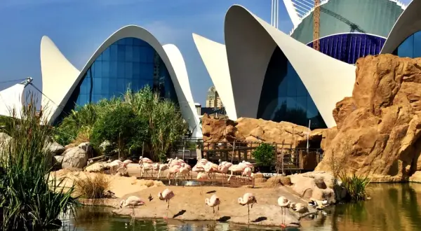 Różowe flamingi odpoczywają przy wodzie przed futurystycznym budynkiem, który jest częścią największego oceanarium w Europie.