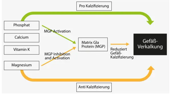 Diagramm zeigt, wie Vitamin K die Matrix Gla Protein (MGP) aktiviert, um Gefäßverkalkung zu reduzieren.