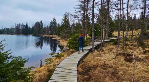 Holzsteg am Oderteich im Harz, führt durch trockene Graslandschaft und Nadelwald.