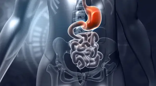 Anatomia układu pokarmowego: żołądek i jelita, w tym dwunastnica, na tle szkieletu.