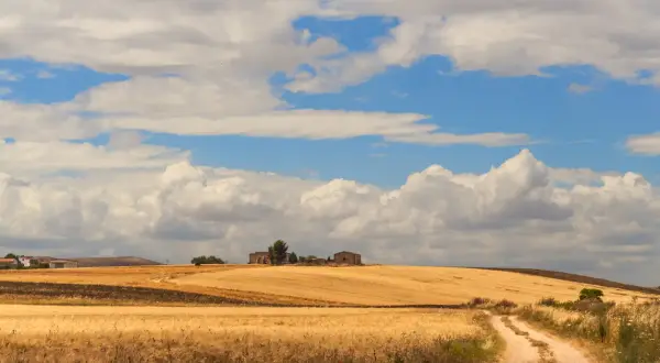 Campi dorati di grano sotto un cielo azzurro e nuvoloso, che ricordano il tavoliere delle Puglie. Una strada sterrata serpeggia tra i campi verso un casolare.