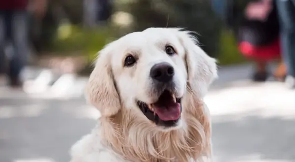 Uśmiechnięty golden retriever z otwartym pyskiem. Czy to jego mina, gdy zastanawia się, dlaczego pies boi się wszystkiego?