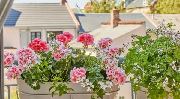 Piękne, kwitnące pelargonie w doniczkach na balkonie. W tle widać dachy domów. To efekt stosowania domowego nawozu do pelargonii.