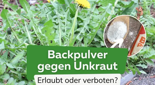Backpulver gegen Unkraut: Ein Löwenzahn im Fokus, daneben ein Löffel mit Backpulver. Ist das erlaubt oder verboten?