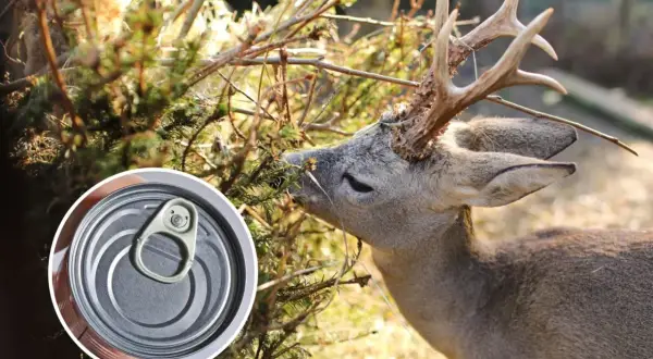 Sarna żerująca na gałązkach. Czy puszka może pomóc jak odstraszyć sarny?
