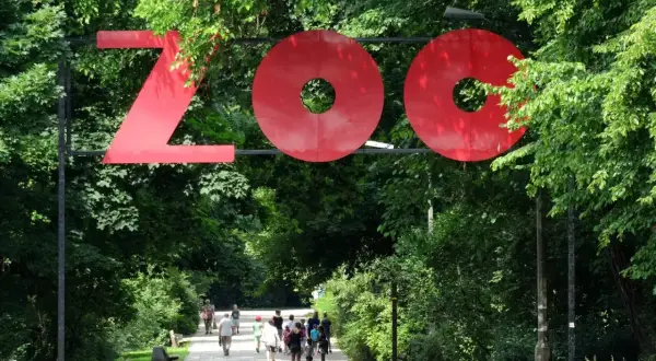 Wejście do największego zoo w Polsce. Czerwony napis "ZOO" nad alejką pełną zieleni, którą spacerują ludzie.