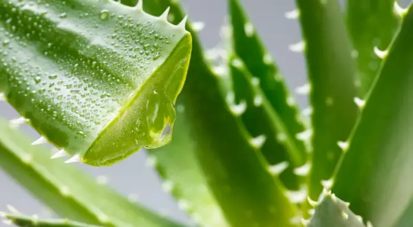 Ein Tropfen Aloe-Vera-Saft (Aloe barbadensis leaf juice) tropft von einem grünen Blatt mit Wassertropfen und Dornen.