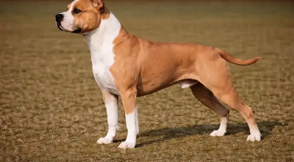 Ein stattlicher Staffordshire Terrier steht auf einer Wiese.