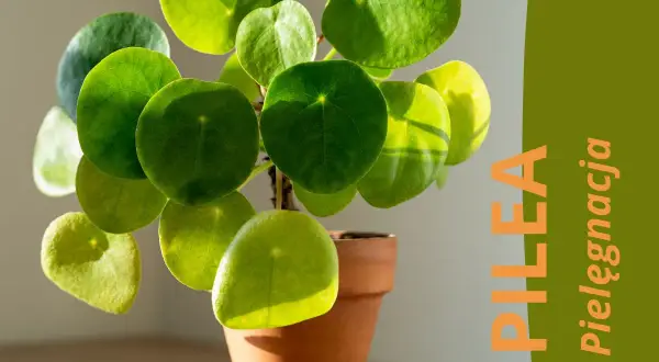 Kwiat pieniążek (Pilea peperomioides) w doniczce, z zielonymi, okrągłymi liśćmi. Tekst "PILEA Pielęgnacja".
