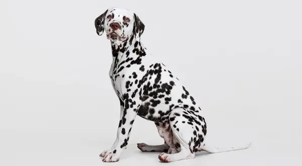 Uroczy dog o białej sierści w czarne cętki siedzi cierpliwie, czekając na pochwałę.