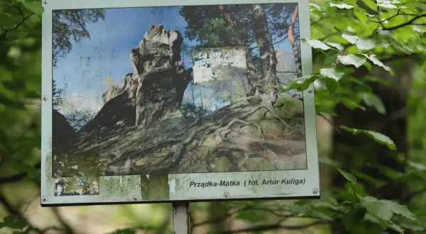 Tablica informacyjna w lesie przedstawia skalne formacje i korzenie drzew. Podpis "Prządka-Matka" sugeruje, skąd pochodzi nazwa rezerwatu prządki, nawiązując do legendy.