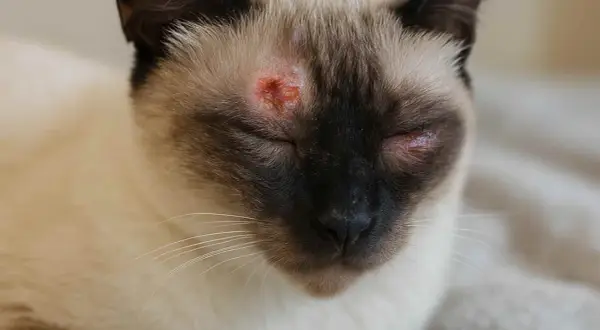 Gato siamés con lesiones rojizas y costrosas alrededor de los ojos, indicativo de tiña en gatos.