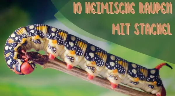 Eine bunte Raupe mit Stachel kriecht auf einem Ast. Sie hat gelbe, schwarze und weiße Muster.