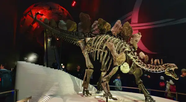 Szkielet dinozaura w muzeum w Londynie, z czerwoną kulą i schodami w tle.