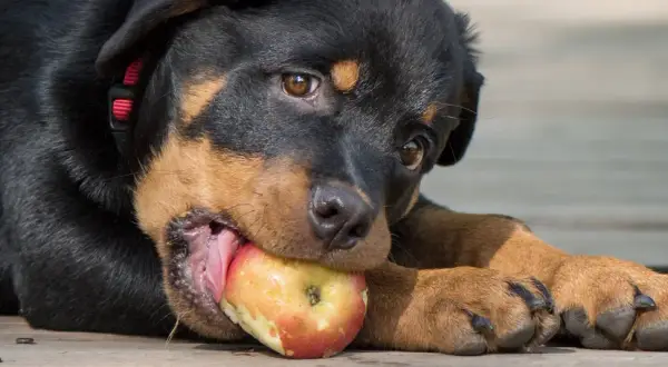 Szczeniak rottweilera gryzie jabłko, zastanawiając się, czy pies może jeść jabłko.