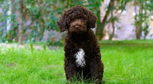 Lagotto Romagnolo: Czy jego sierść to włos? Odkryj prawdę!