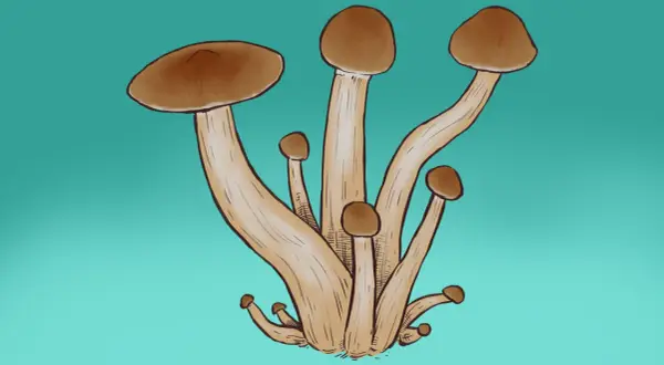 Ilustracja pęczka brązowych grzybów na turkusowym tle.