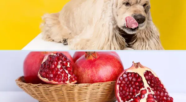 Un perro color crema lame su hocico, con granadas frescas en una cesta. ¿Pueden comer granada los perros?