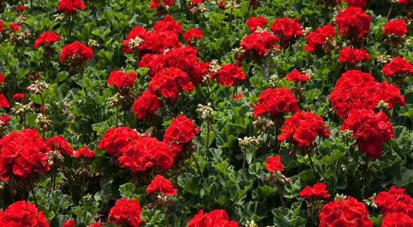 Morze czerwonych kwiatów pelargonia calliope, z zielonymi, pofałdowanymi liśćmi tworzącymi tło.
