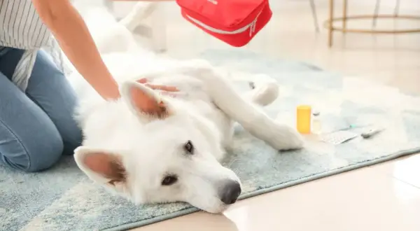 Ein weißer Hund taumelt mit den Hinterbeinen, während eine Person eine Erste-Hilfe-Tasche holt. Medikamente liegen daneben.